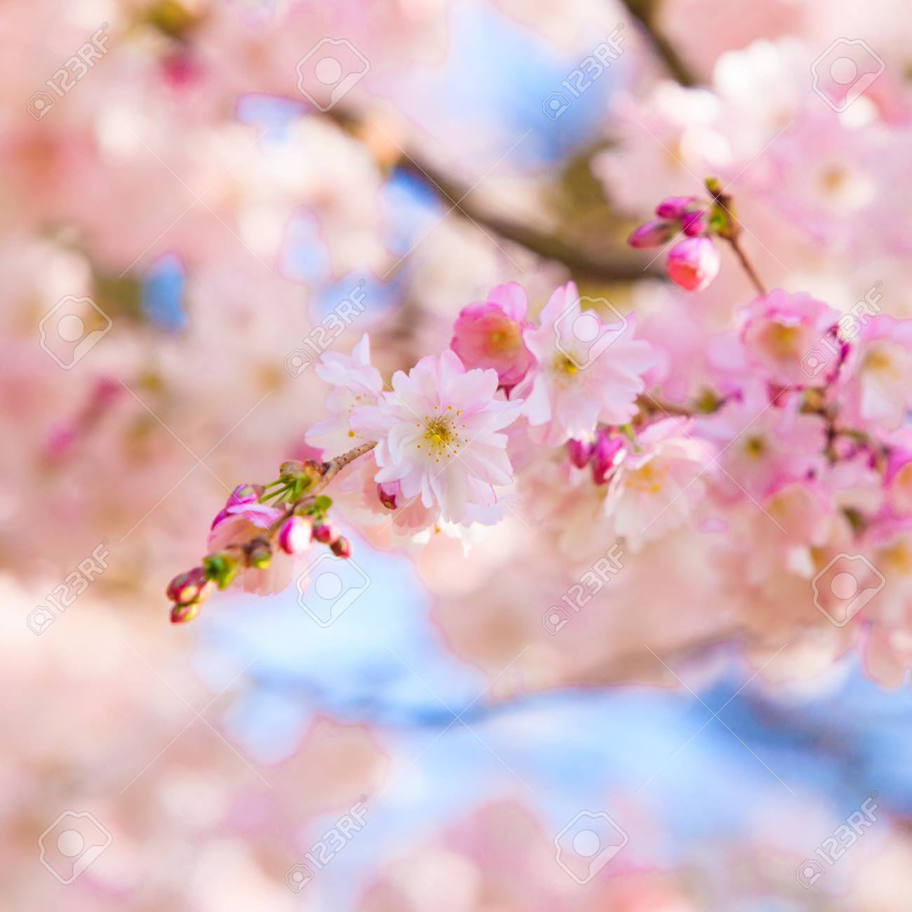 シーグラスアート ✧˖°桜の木✧˖° （N1122春桜とピンクハート